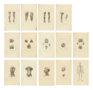 Anatomy Illustrations of Angiology, 1839, Prints, Set of 14