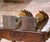 Pair of Mid 19th Century Italian Carved and Painted Parrot Candlestick Stands For Sale - Image 12 of 12