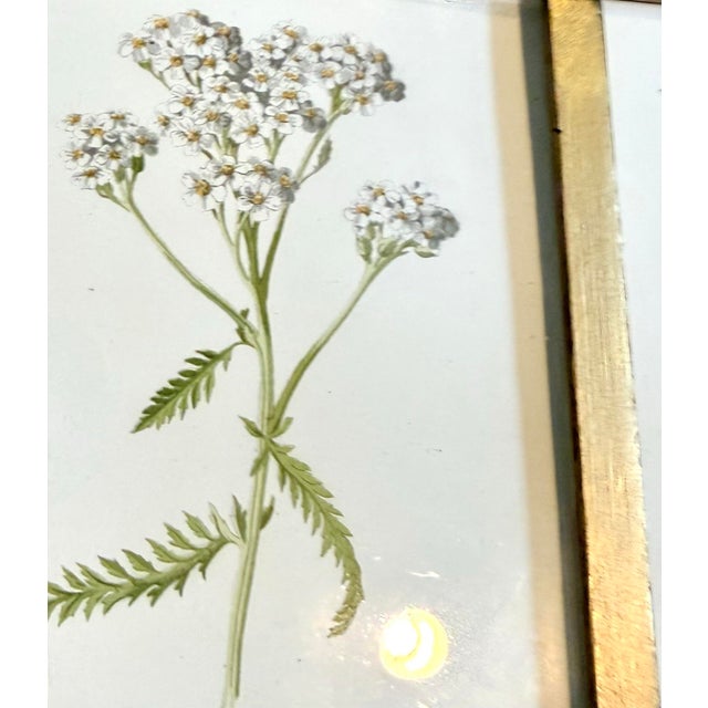 Vintage Botanical Prints From 'Familiar Wildflowers by Hulme, (A Framed Set of Four ), Stippled Technique ,C. 1890–1905 For Sale - Image 4 of 12