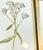 Vintage Botanical Prints From 'Familiar Wildflowers by Hulme, (A Framed Set of Four ), Stippled Technique ,C. 1890–1905 For Sale - Image 4 of 12