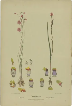 Salmon Sun Orchid and Fringed Sun Orchid, 1884, Paper