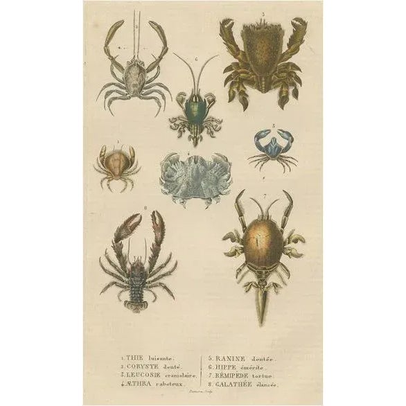 Crustacean Varieties in Drapiezs Natural Sciences Dictionary, 1845, Paper For Sale - Image 10 of 10