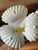 Ceramic Vintage Maitland-Smith Blue and White Porcelain Pickle Stand Sweetmeat Dish – Bonnin & Morris Style – Seashell Coral Motif For Sale - Image 7 of 10