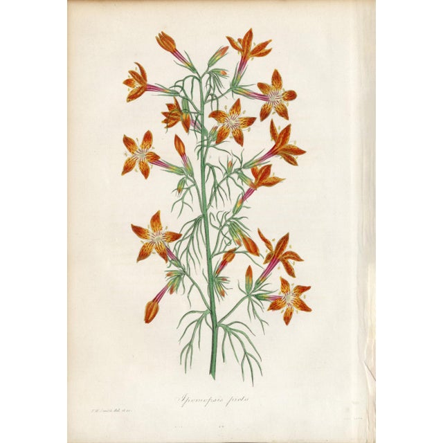 Collection of Sixteen Hand-Colored Botanical Prints by Sir Joseph Paxton, England, Circa 1850 For Sale - Image 16 of 17