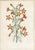 Collection of Sixteen Hand-Colored Botanical Prints by Sir Joseph Paxton, England, Circa 1850 For Sale - Image 16 of 17