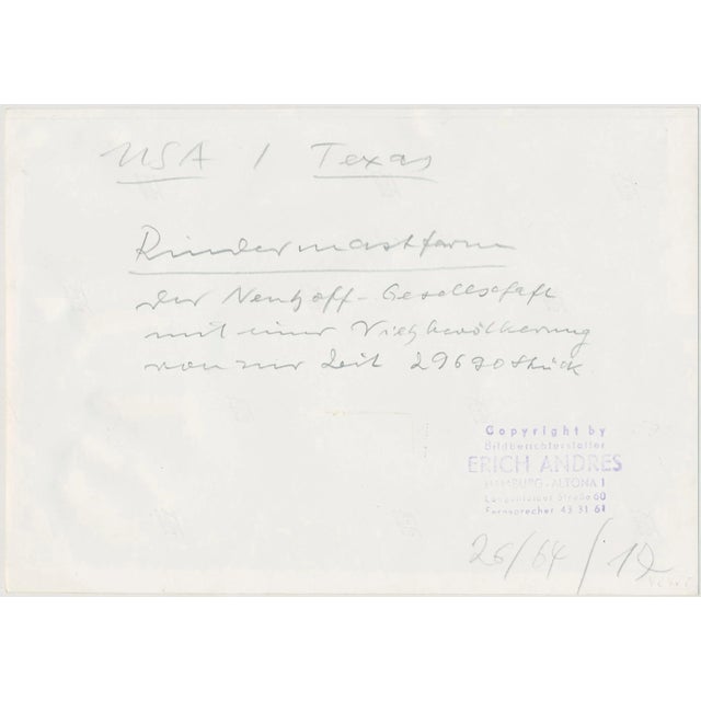 Cows, USA, 1960s, Black and White Photograph For Sale - Image 4 of 5