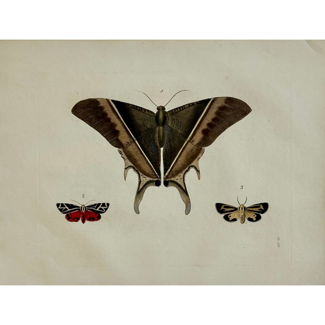 Illustration Hawk Moths Original Engraving by Dru Drury, 1837 For Sale - Image 3 of 3