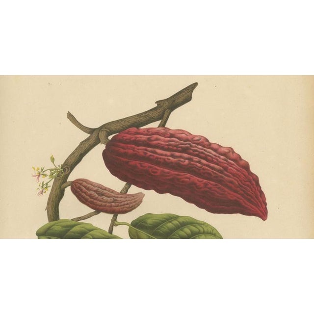 Berthe Hoola van Nooten, Cacao Tree (Theobroma Cacao), 1880, Chromolithograph For Sale - Image 4 of 9