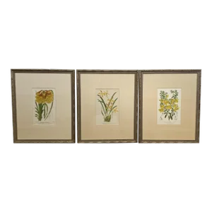 Framed Vintage Botanical Chromolithograph Set of 3