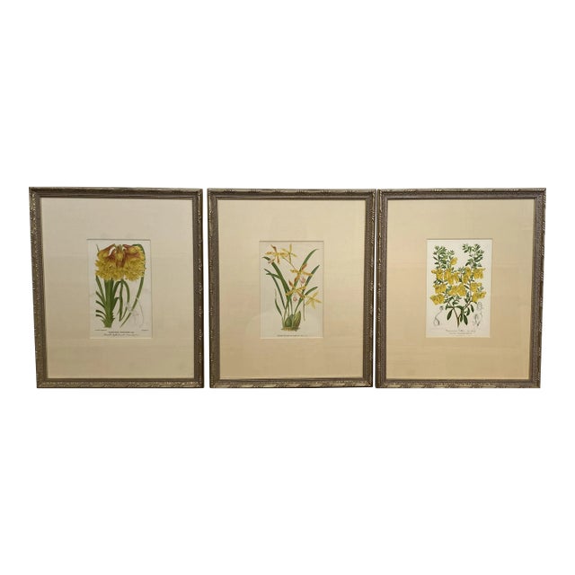 Vintage Botanical Chromolithograph, Set of 3 For Sale