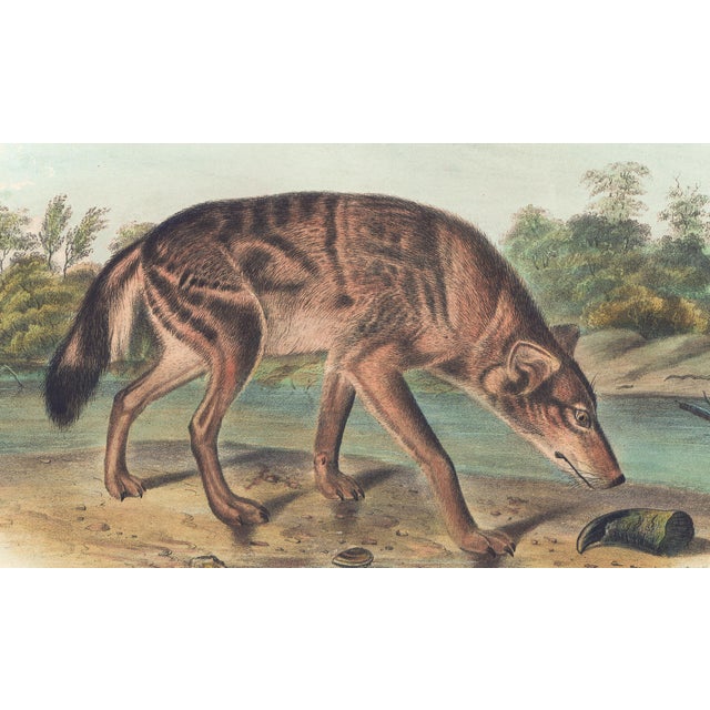 Original first edition Audubon stone lithograph from "The Viviparous Quadrupeds of North America", octavo edition, printed...