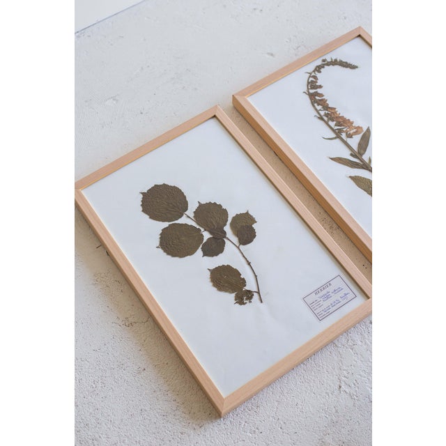French 1990s Vintage French Pressed Botanicals, Set of 12 For Sale - Image 3 of 12