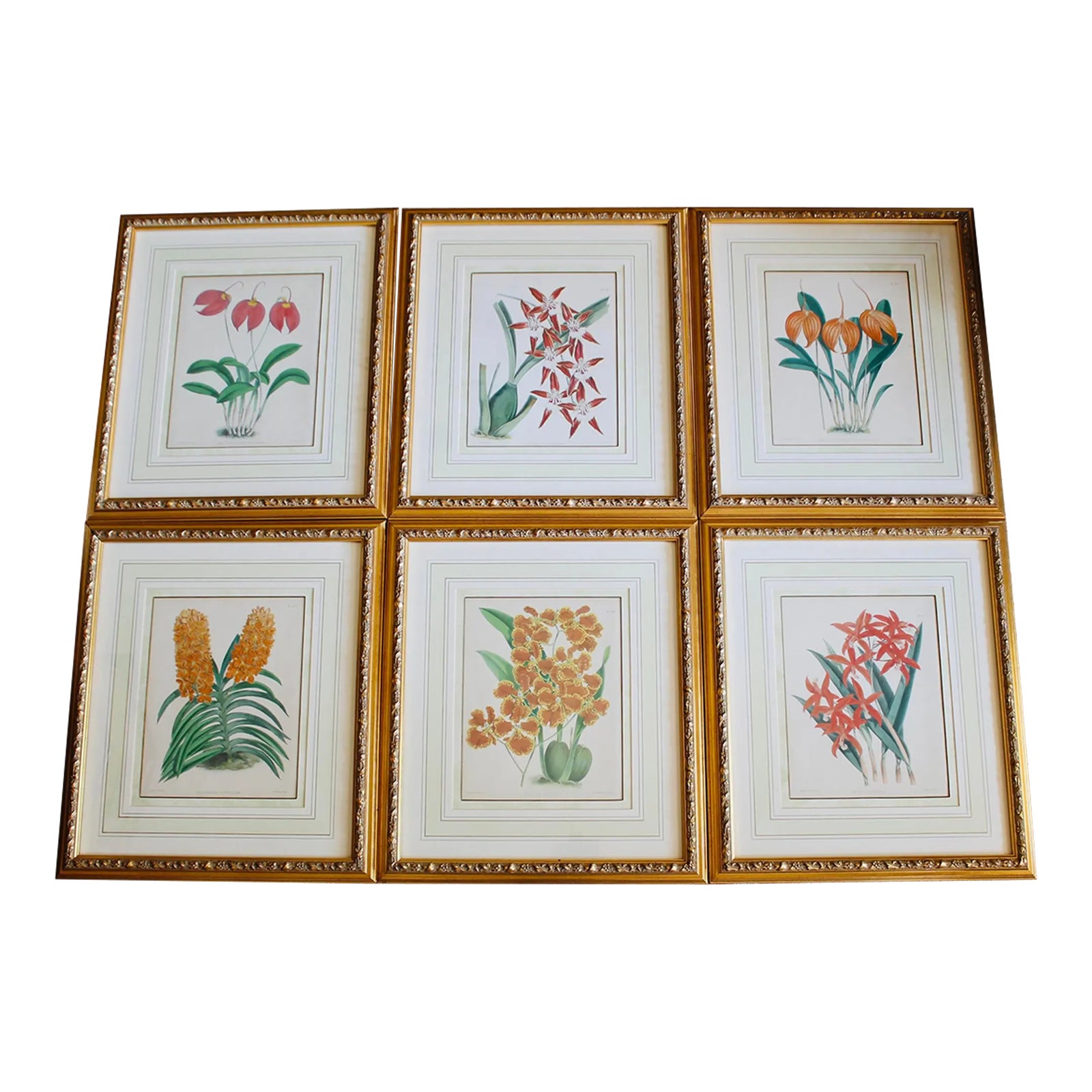 Set of Six Orchid Lithographs, 19th Century, by John Nugent Fitch