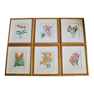 Set of Six Orchid Lithographs, 19th Century, by John Nugent Fitch