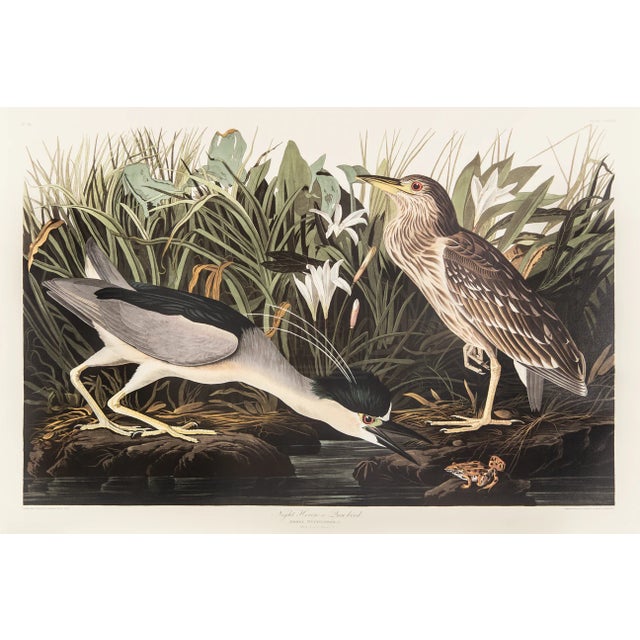 1980s The Abbeville Press Edition of the Night Heron (Plate 236) From the Birds of America by John James Audubon For Sale