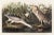 1980s The Abbeville Press Edition of the Night Heron (Plate 236) From the Birds of America by John James Audubon For Sale