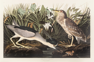1980s The Abbeville Press Edition of the Night Heron (Plate 236) From the Birds of America by John James Audubon