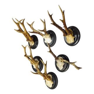 Set of Six Roe Deer Trophies on Turned Plaques Germany Ca. 1910s For Sale