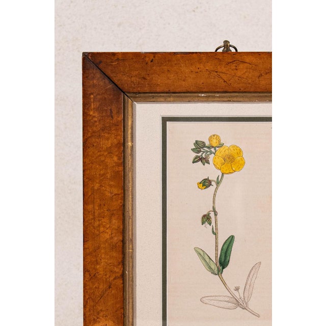 English Antique Hand Colored Yellow Botanical Engraving (C. 1810) Double Matted in Antique Birds Eye Maple Frame For Sale - Image 3 of 4