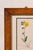 English Antique Hand Colored Yellow Botanical Engraving (C. 1810) Double Matted in Antique Birds Eye Maple Frame For Sale - Image 3 of 4