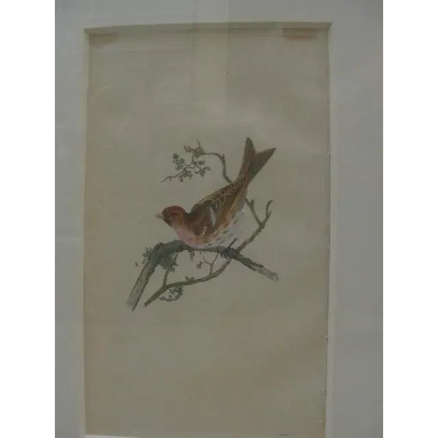 18th Century Hand-Colored Bird Engravings, Framed - Set of 4 For Sale In Los Angeles - Image 6 of 13