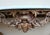 Pickled Louis XV Console Table For Sale - Image 5 of 9