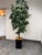 Faux Mango Tree + Tapered Black Planter For Sale - Image 4 of 12