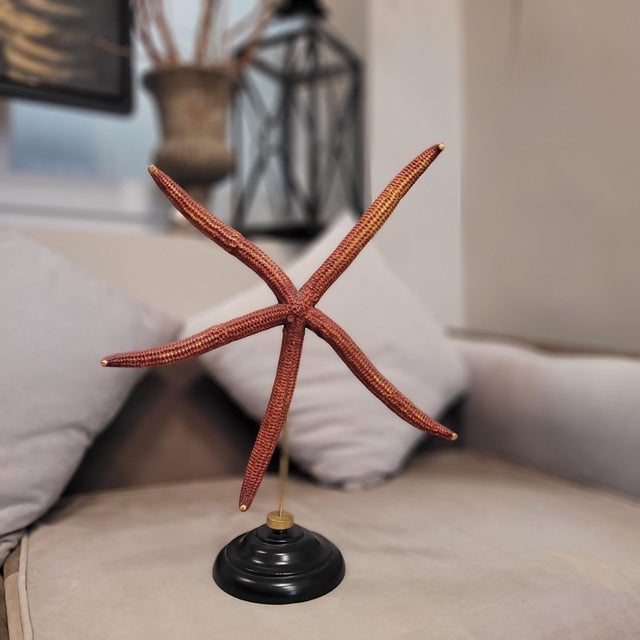 Starfish "Ophidiaster Ophidianus", vintage - Pacific Ocean Decorative starfish preserved, preserving its vivid and bright...