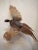 Taxidermy Pheasant bird mid-flight. Male Pheasant rooster / Cock This piece would be a great addition to a study or living...