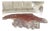 Mid 20th Century Redwood Burl Live Edge Coffers Table For Sale