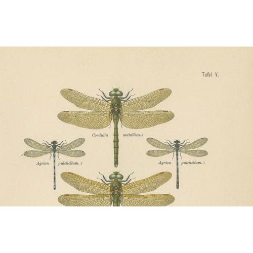 Green Dragonfly & Damselfly Lithographs by Richard Tümpel, 1908, Set of 3 For Sale - Image 8 of 14