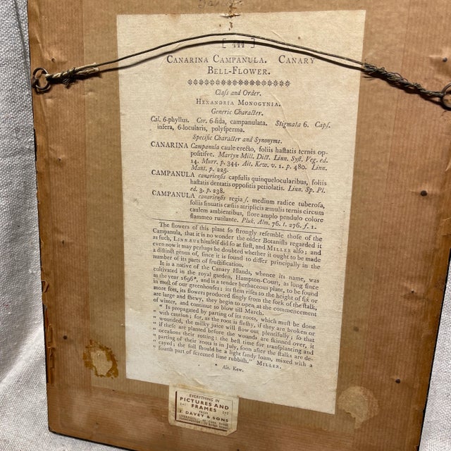 English 1799 Georgian Floral Botanical Engravings - Set of 4 For Sale - Image 3 of 8