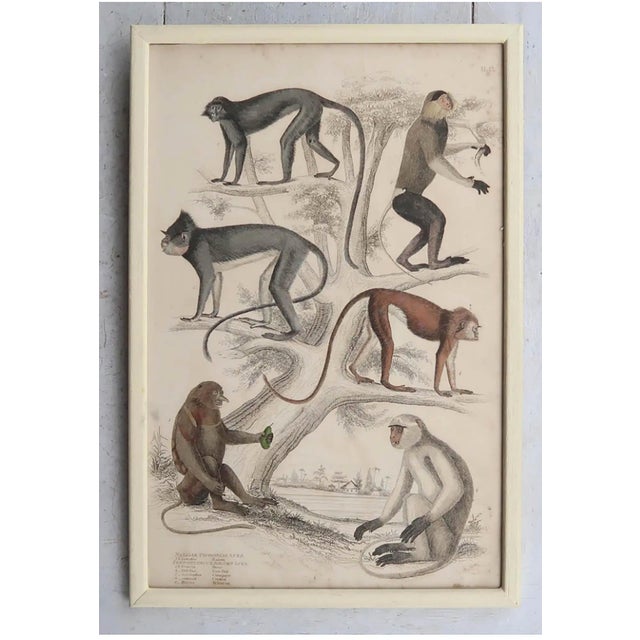 Monkey, 1830s, Paper, Framed, Set of 10 For Sale - Image 6 of 12