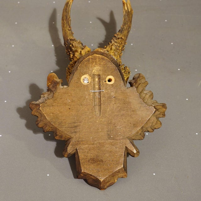 Antique Black Forest Red Deer Trophy on Carved Plaque - Germany 1932 For Sale - Image 6 of 6