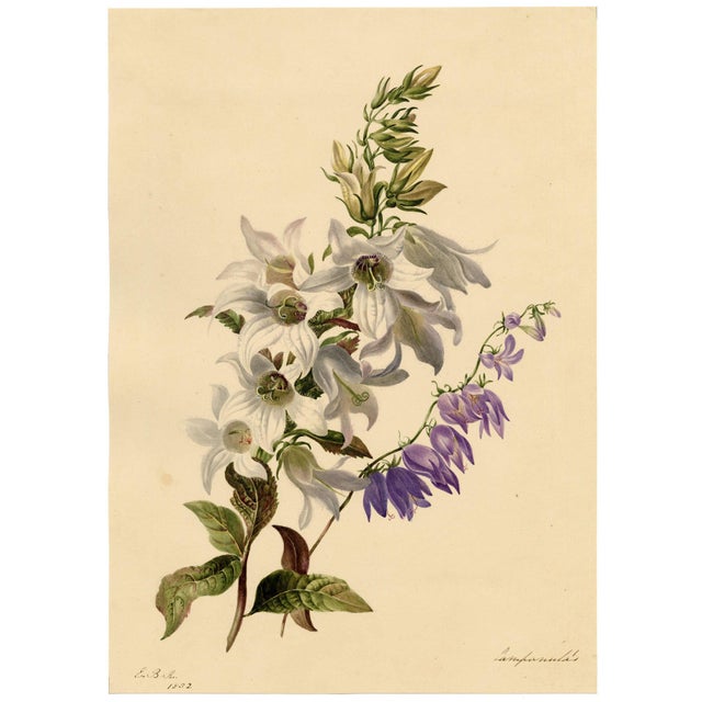 E.B.R., White & Purple Bellflowers (Campanula), 1800s, Watercolour For Sale - Image 3 of 7