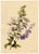 E.B.R., White & Purple Bellflowers (Campanula), 1800s, Watercolour For Sale - Image 3 of 7
