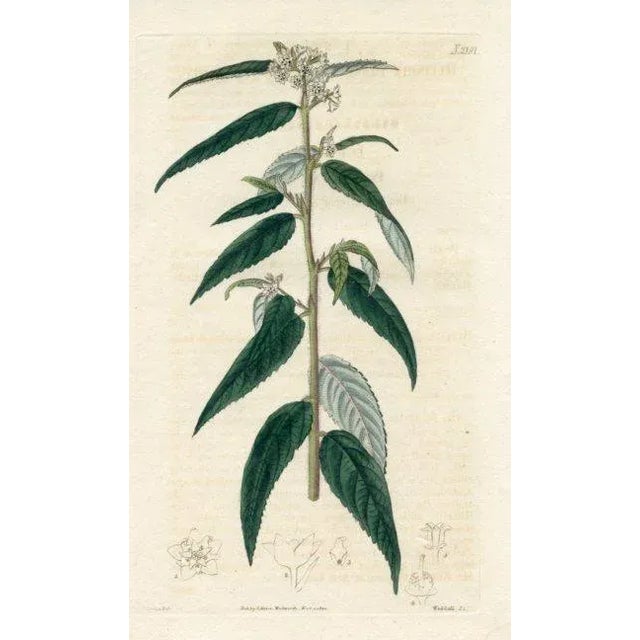 Original early-1800s hand-colored botanical print of the Kerrawang (aka Rulingia). Appeared in "Curtis's Botanical...