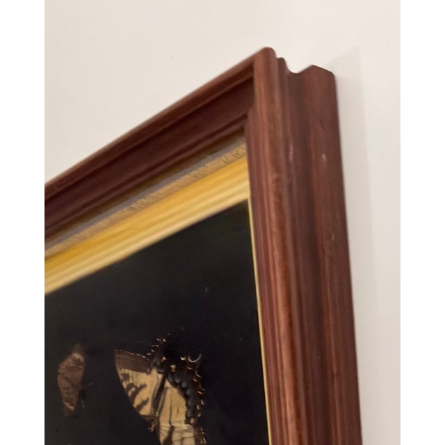 A unique decorative natural-history display featuring real butterfly specimens arranged among faux white flowers and...