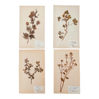 Authentic Antique Swedish Pressed Botanicals Beautifully Composed Herbarium Specimens Vintage Pressed Wild Flowers - Set of 4 For Sale