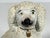 Antique Staffordshire Pottery Confetti Poodle Figurine for your consideration. The dog measures approx. 7 inches tall, 6...