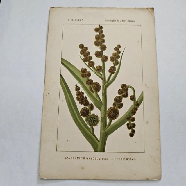 Original 19th-century French botanical lithograph by renowned botanist **Henri Ernest Baillon**, published in Paris...