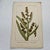 Original 19th-century French botanical lithograph by renowned botanist **Henri Ernest Baillon**, published in Paris...