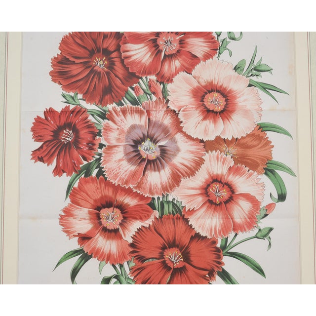 Set of Nine Botanical Lithograph Prints After Louis Van Houtte For Sale - Image 9 of 18