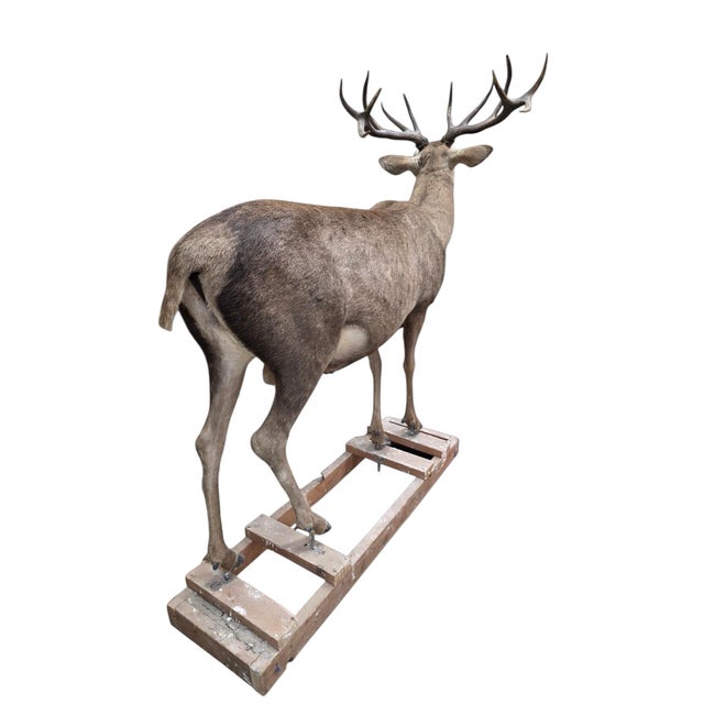 Farmhouse Antique 12-Point Whitetail Deer Full Body Mount For Sale - Image 3 of 8