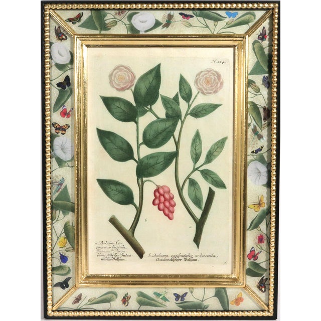 Traditional Set of Twelve Botanical Engravings by Johann Weinmann, Circa 1737–1745 For Sale - Image 3 of 16