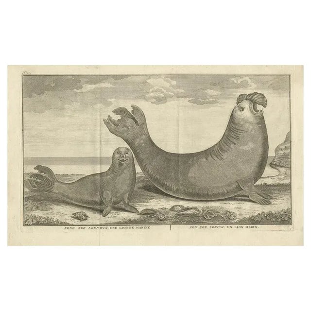 Marine Creatures A Sea Lioness and a Sea Elephant Engraving, 1765 For Sale - Image 6 of 6