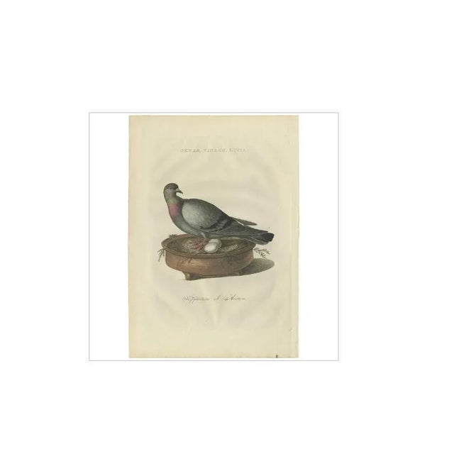 Sepp & Nozeman, Rock Dove, 1770, Paper For Sale - Image 4 of 5