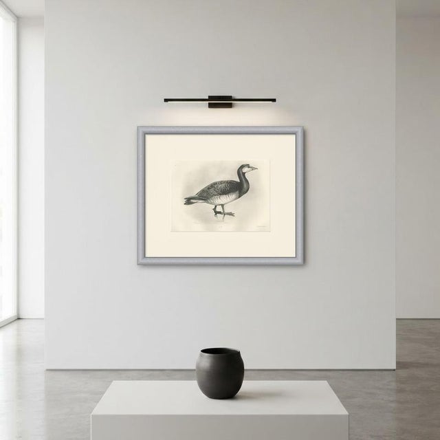 Paper After Lilian Medland, Barnacle Goose, 1909, Print For Sale - Image 7 of 9