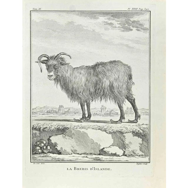 Antoine Defehrt, La Brebis d'Islande, Etching, 1771 For Sale