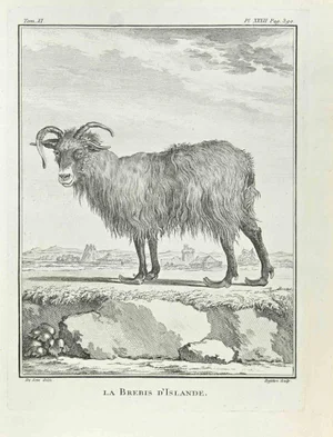 Antoine Defehrt, La Brebis d'Islande, Etching, 1771